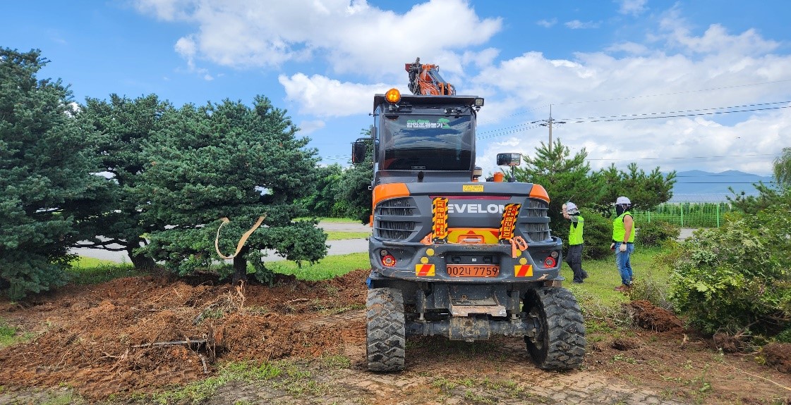 섬잣나무 이식1